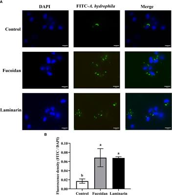 Enhancement of seaweed polysaccharides (fucoidan and laminarin) on the phagocytosis of macrophages via activation of intelectin in blunt snout bream (Megalobrama amblycephala)